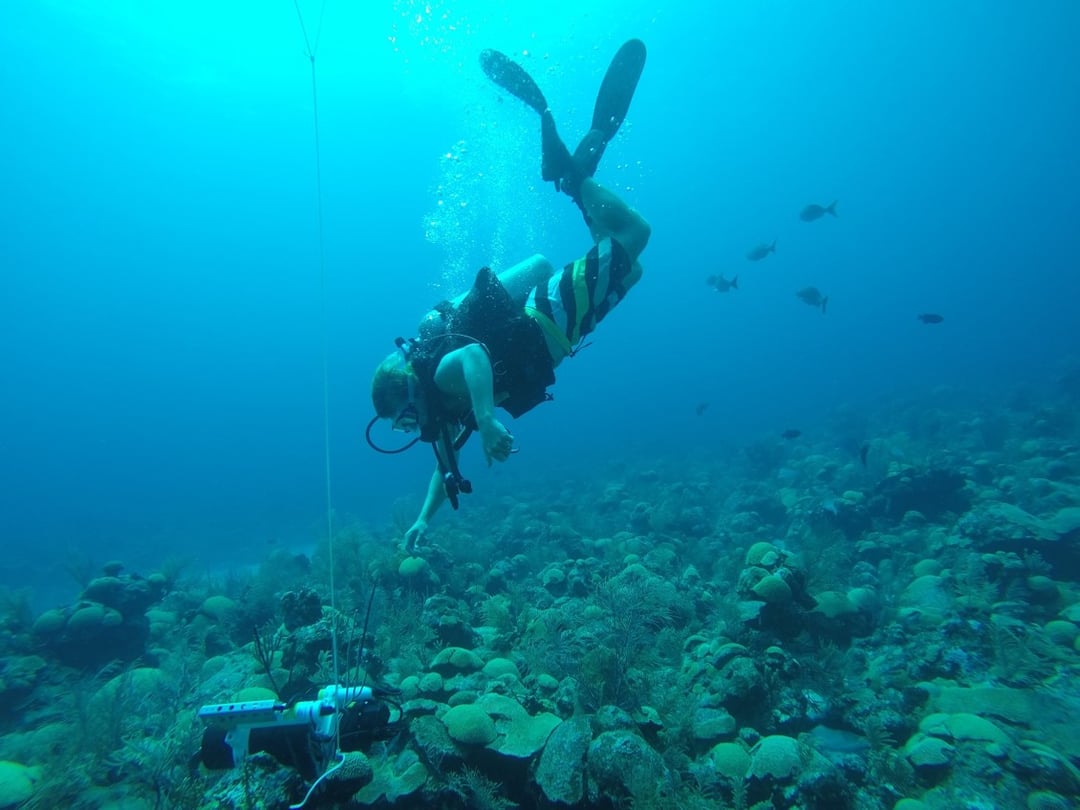A diver conducts research underwater