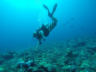 A diver conducts research underwater