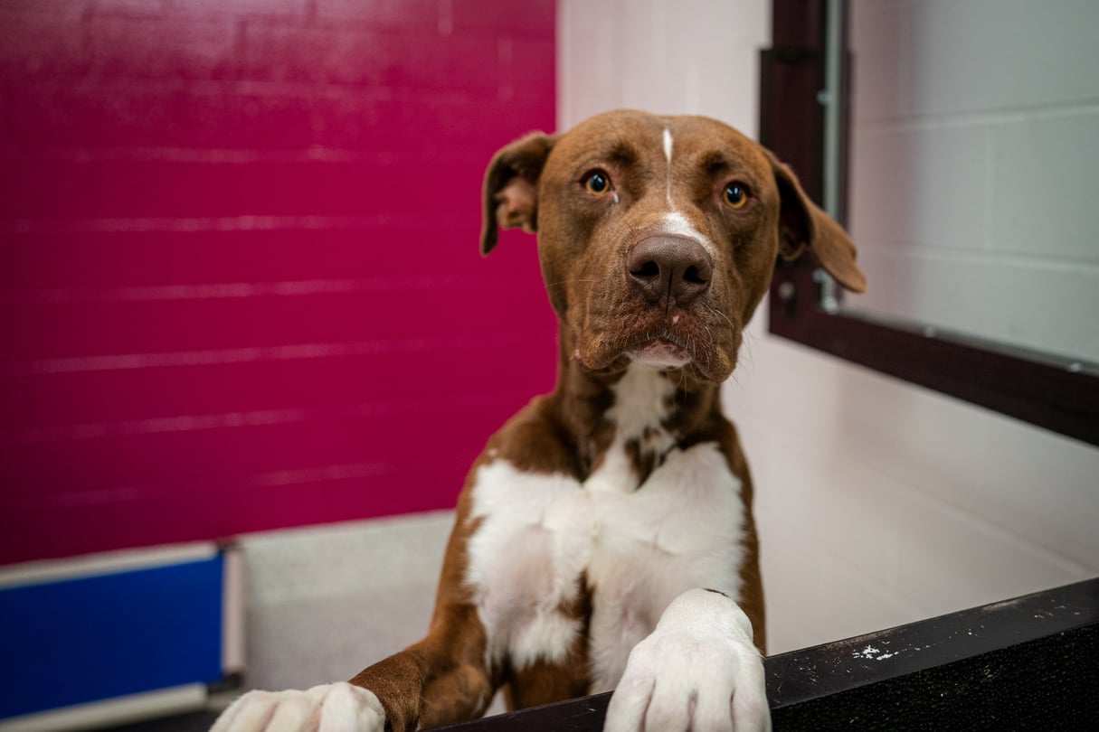 Animals rescued from cruelty stay trapped in criminal cases in Georgia