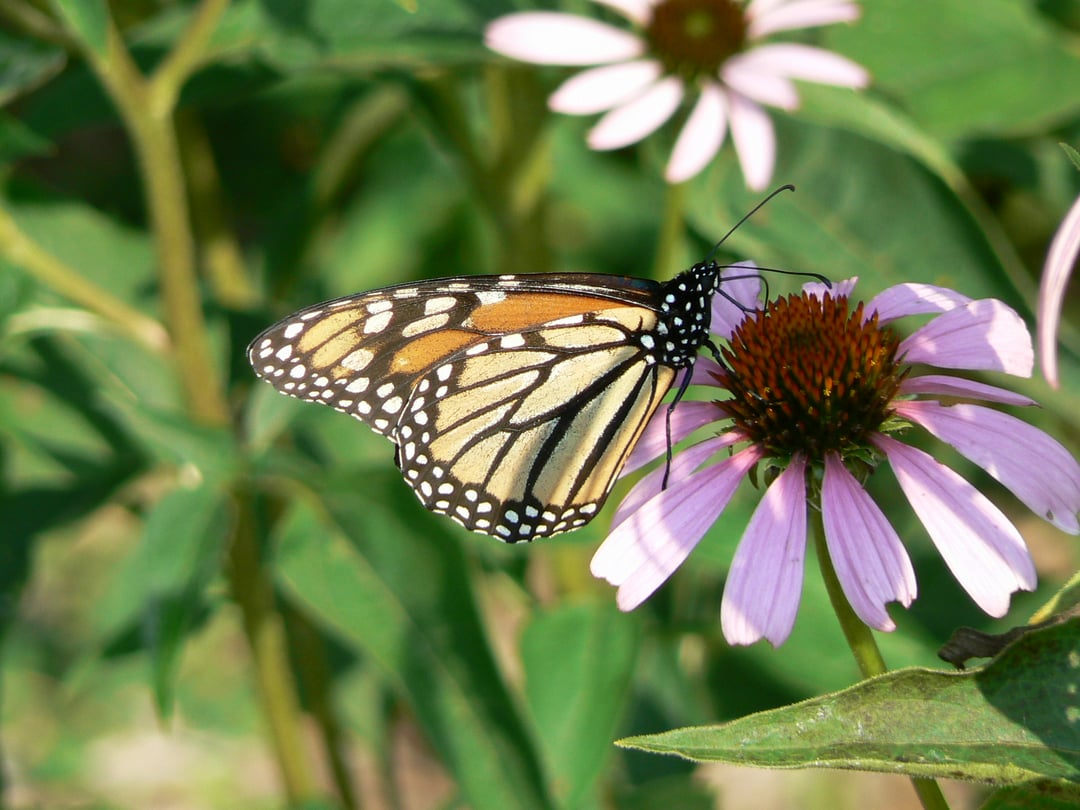 A monarch butterfly on a flower