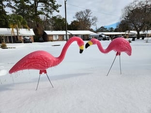 Plastic flamingoes in a bed of snow