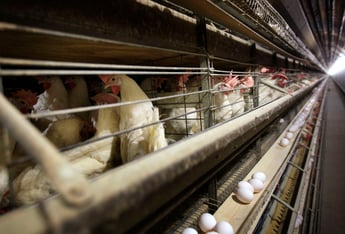 A crowd of chickens caged at a farm