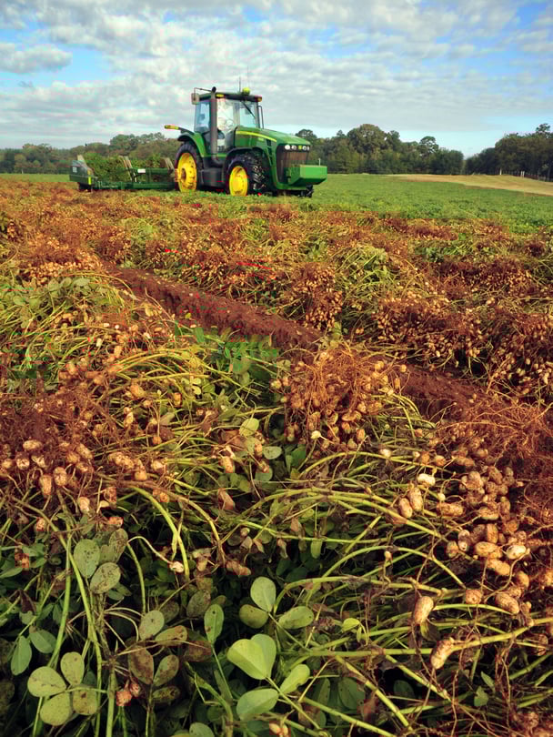 Georgia farms and food businesses devastated after losing access to federal funding