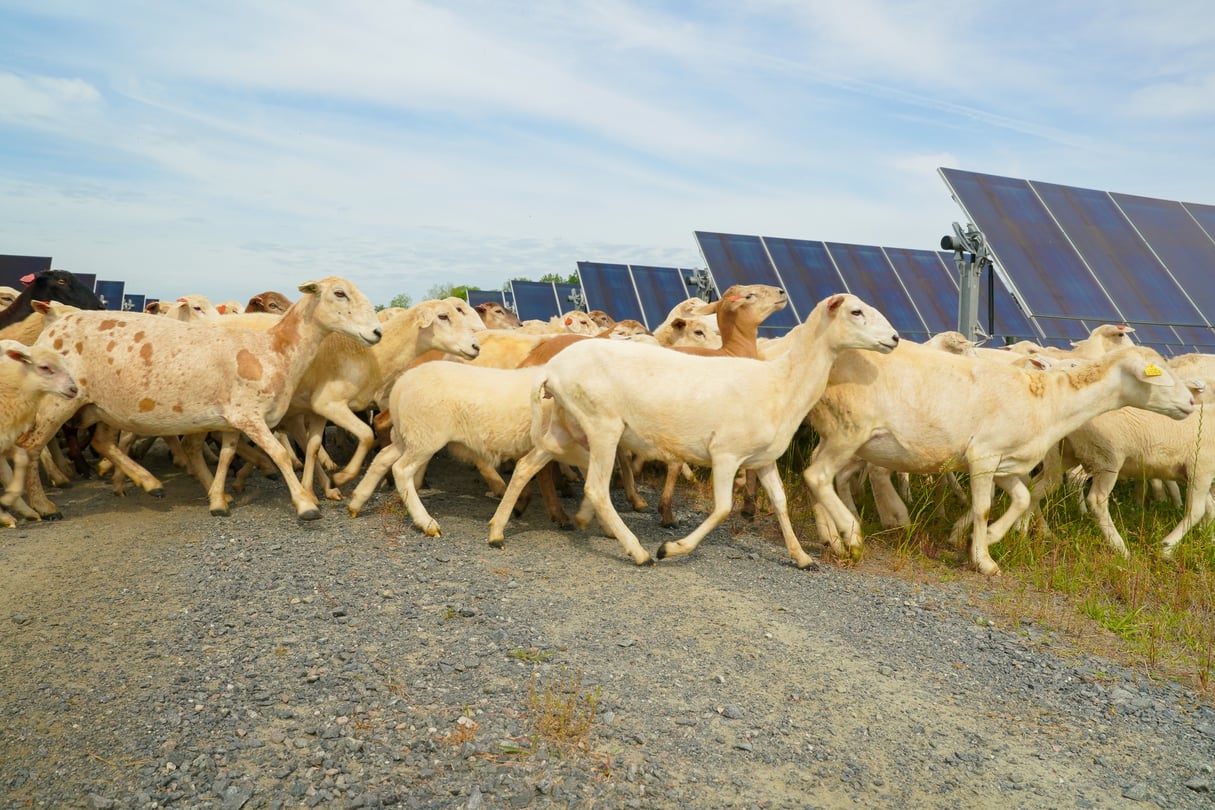 Sheep graze near rows of solar panels at a farm in Lee County, Georgia that powers a Meta data center.