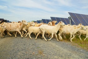 Sheep graze near rows of solar panels at a farm in Lee County, Georgia that powers a Meta data center.