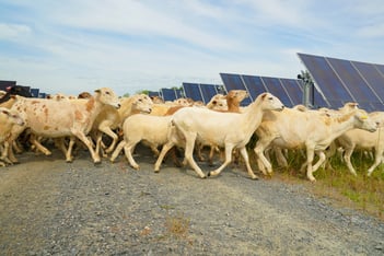 Sheep graze near rows of solar panels at a farm in Lee County, Georgia that powers a Meta data center.
