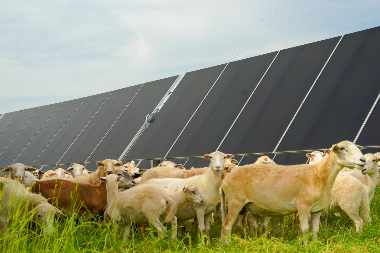 A flock of sheep stands in front of solar panels