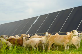 A flock of sheep stands in front of solar panels