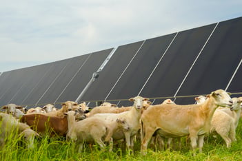 A flock of sheep stands in front of solar panels