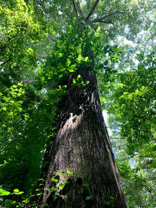 DeKalb County seeking input on possible tree ordinance updates