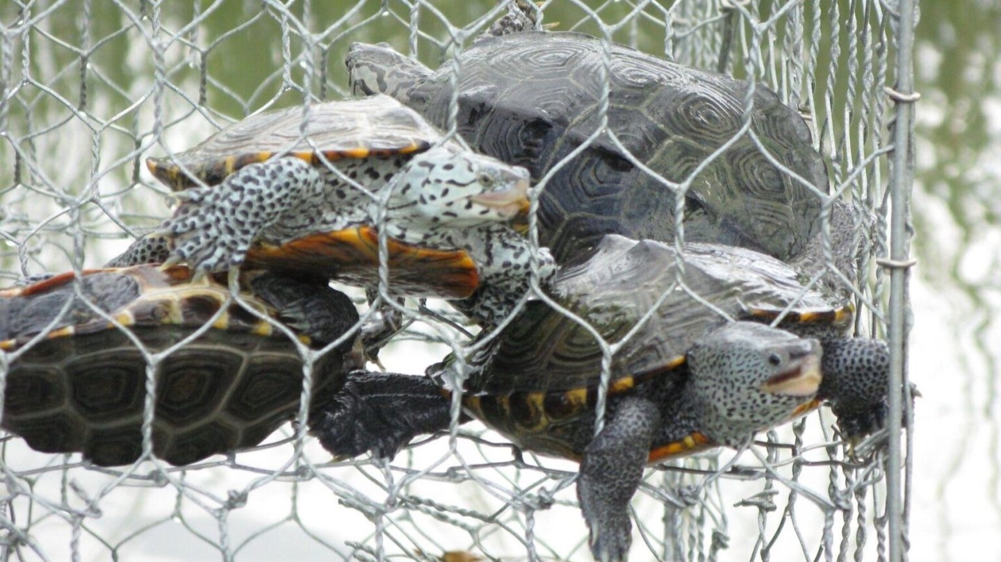 Georgia agency will research imperiled diamondback terrapin but declines to require protections