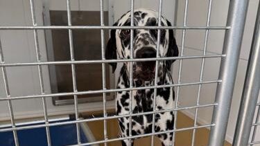 A spotted black and white dog stands from behind a cage