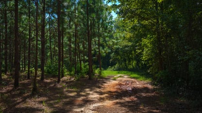 Georgia pines forrest