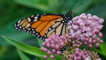 A monarch butterfly on a milkweed.