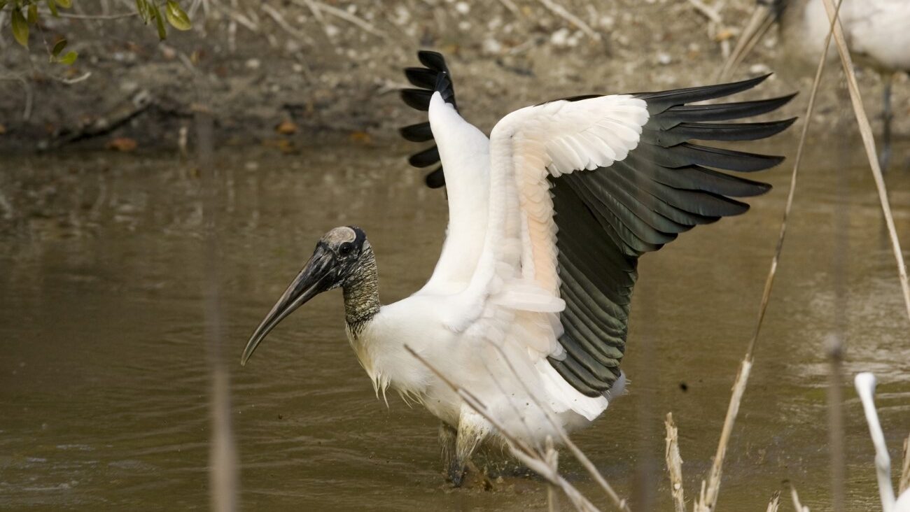 A wood stork near a body of water