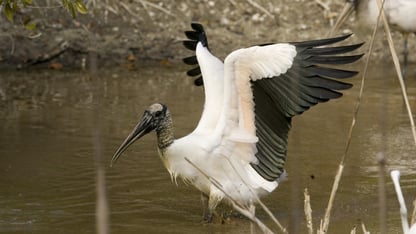 A wood stork near a body of water