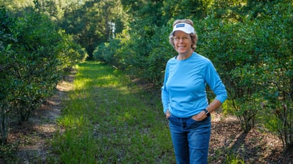 A woman in blue jeans, a blue shirt and white visor stands in a clearing between rows of blueberry bushes on a farm