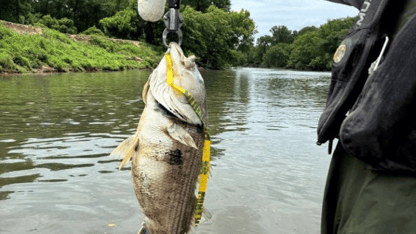 Dead Striped Bass observed by WRD staff in the Chattahoochee River downstream of Peachtree Creek.