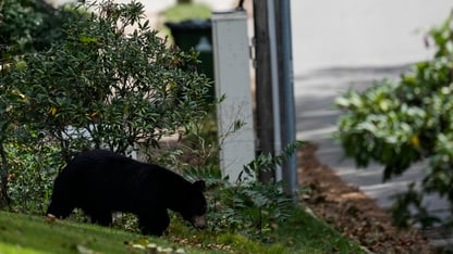 Black bear necessities: What to know as sightings rise in metro Atlanta