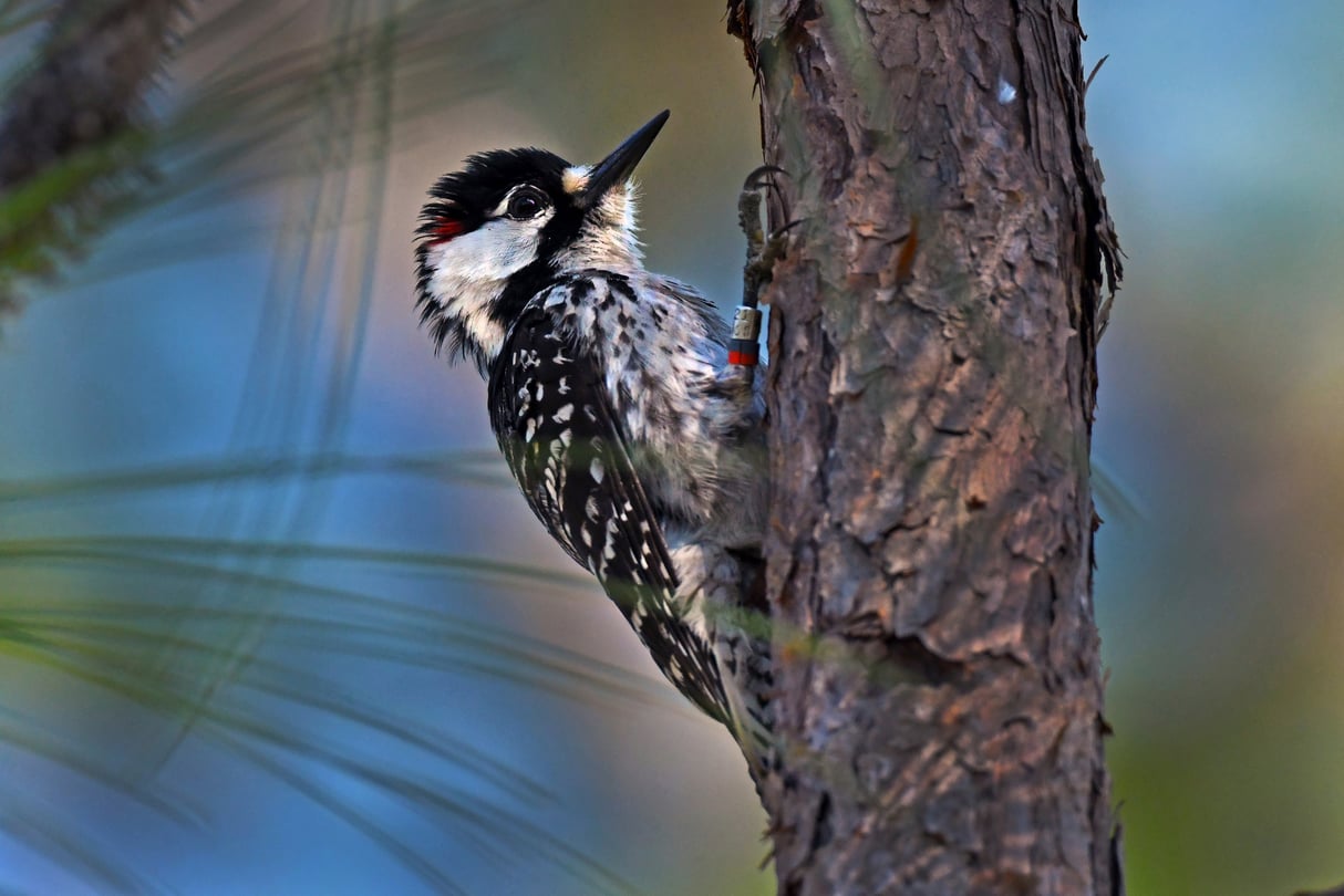 A red-cockaded woodpecker clings to the side of a pine tree