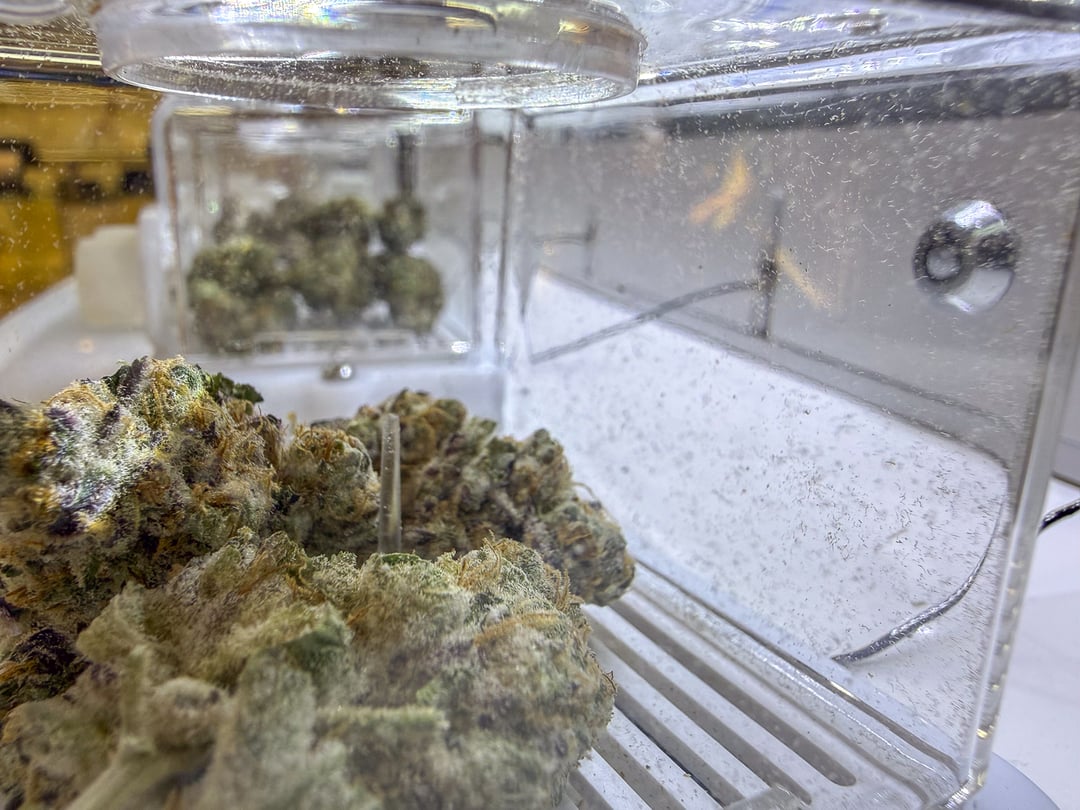 Marijuana is shown in two different clear containers