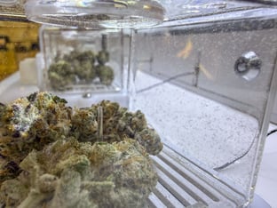 Marijuana is shown in two different clear containers