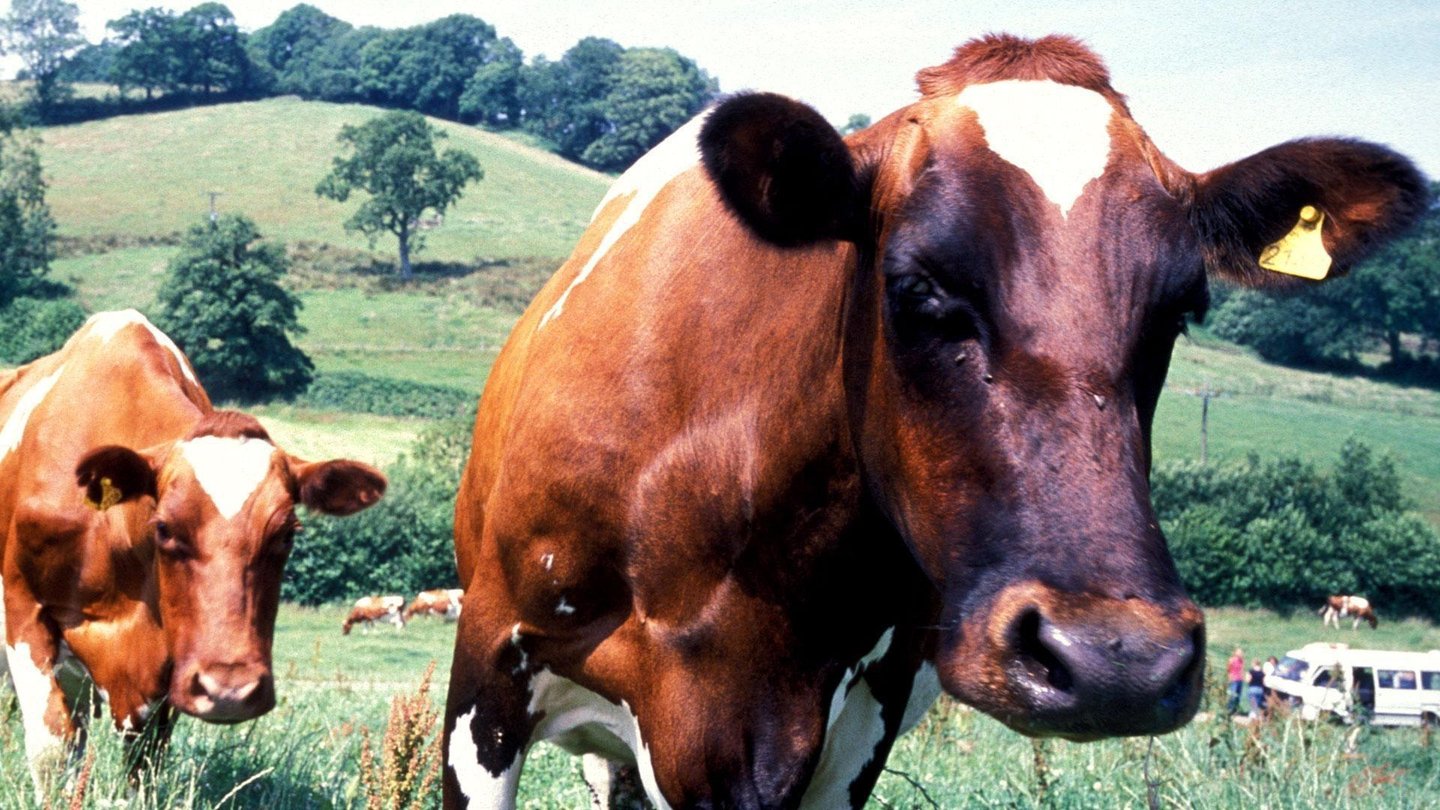 Holy Cow – WABE