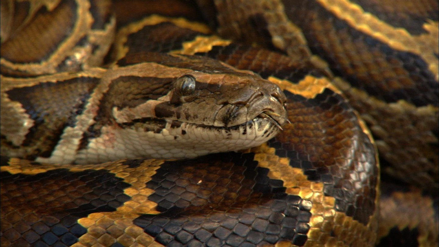 Invasion of the Giant Pythons – WABE