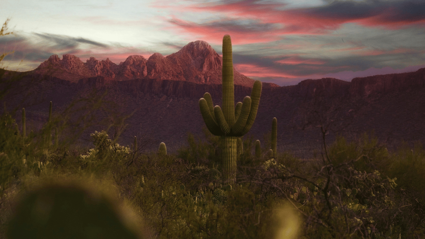 Saguaro National Park Travel Guide