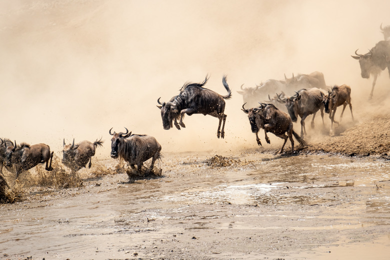 Capturing the Wild: A Chat with Safari Photographer Robert Sayialel | Profile by Robert Sayialel | Jaguar by Robert Sayialel | Sunset and elephant by Robert Sayialel | Coyote by Robert Sayialel | stampede by Robert Sayialel | Zebras and lions by Robert Sayialel