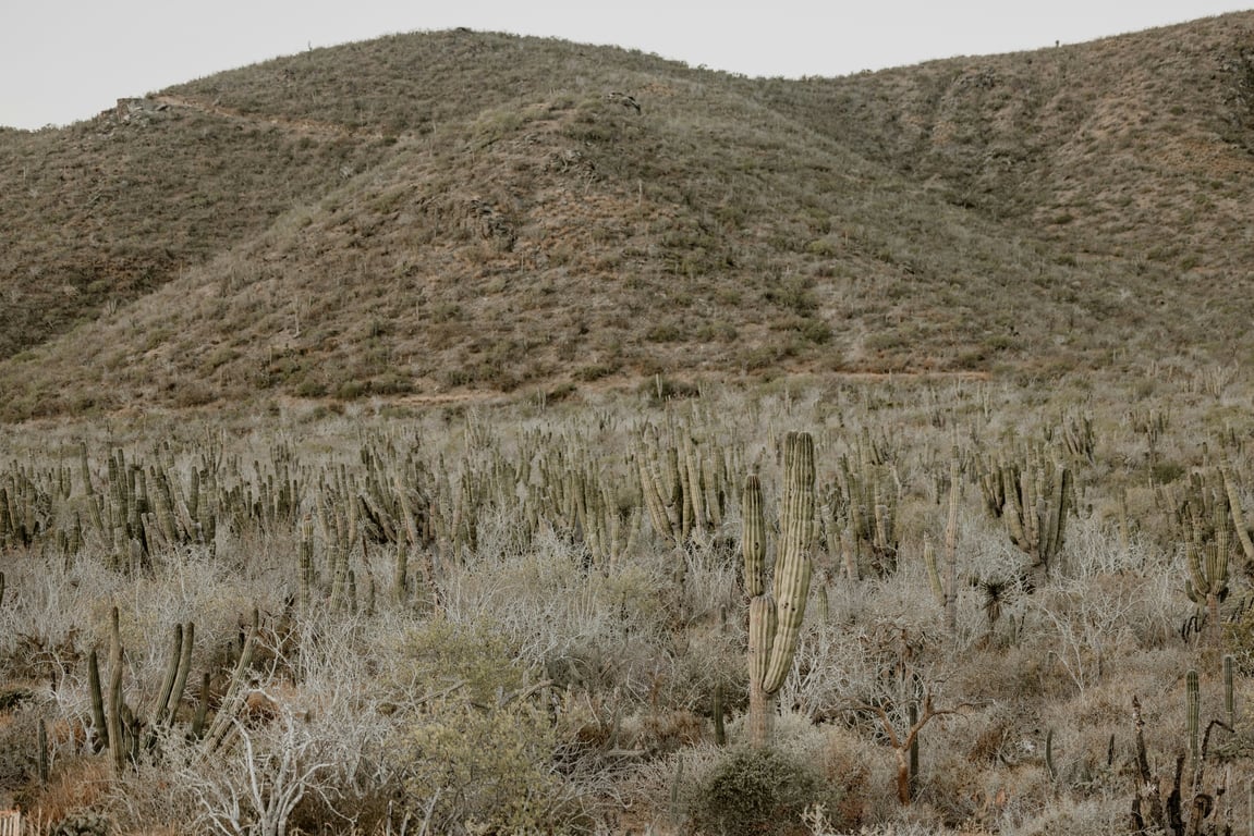 A Destination Guide to Todos Santos, Mexico | Desierto-Azul in Todos Santos | Paradero-Todos-Santos | Jazamango in Todos Santos | Santoro in Todos Santos | La-Copa-at-Todos-Santos-Boutique-Hotel | Ostera_Downtown-Todos-Santos | Punta Lobos in Todos Santos | Surfing in Todos Santos | horseback-riding Todos Santos
