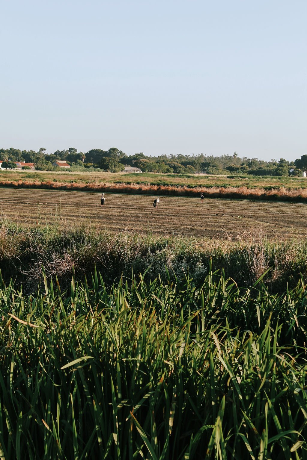 Quinta da Comporta – This Comporta Wellness Resort Is Leading the Field With Rice-Based Skincare