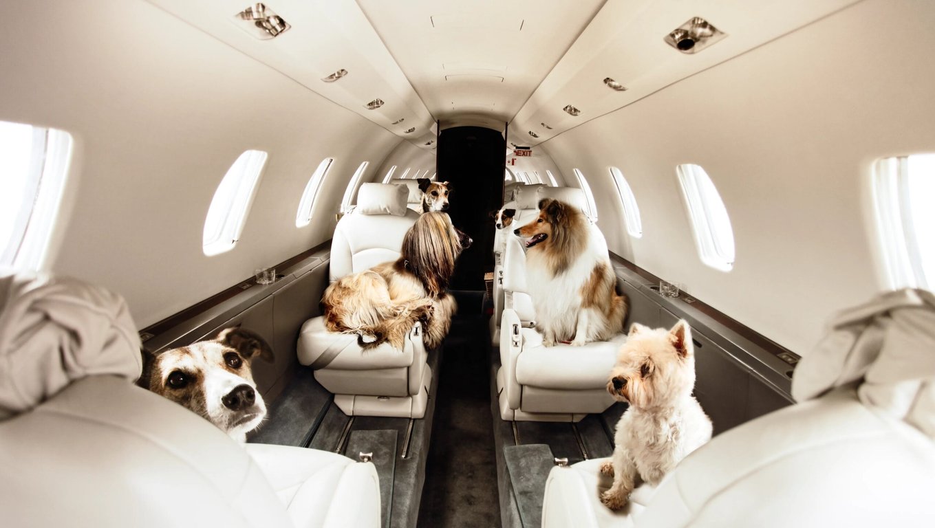 Here’s Everything You Need To Know About Flying With a Dog