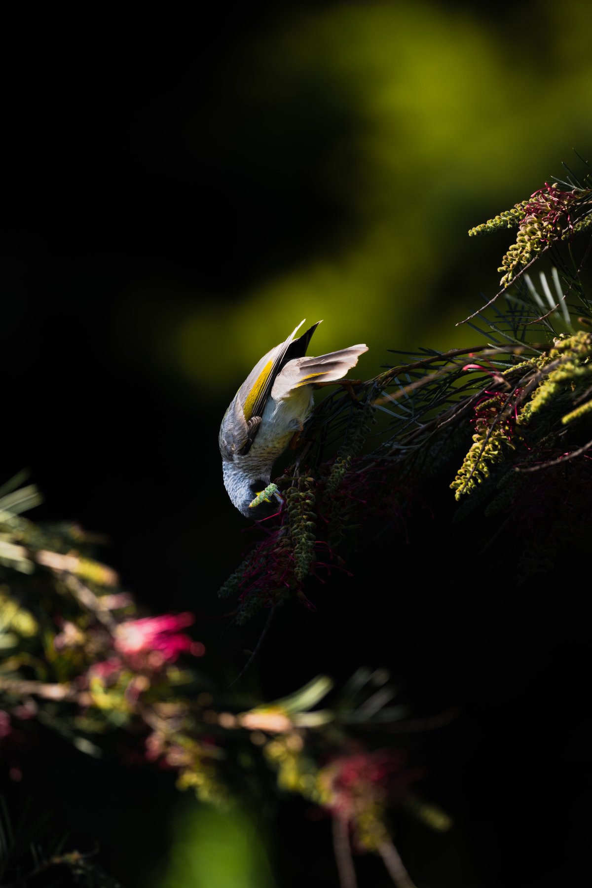 Quiet Noisy Miner photo by Owen Howitt