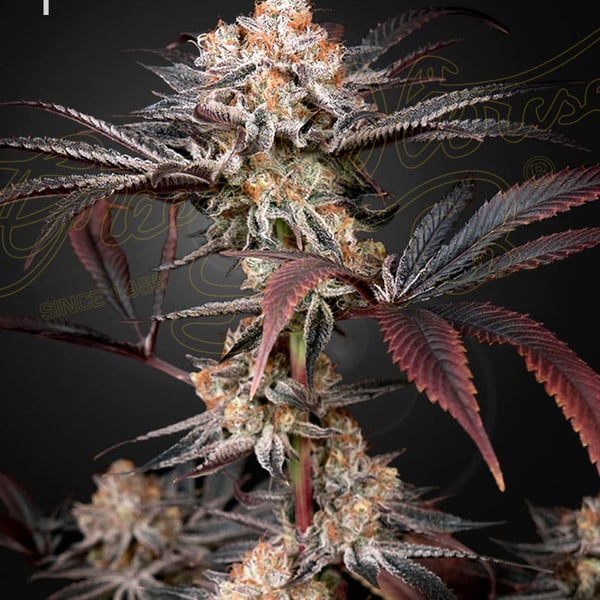 Wonder Pie Green House Seed Company cannabisfrø