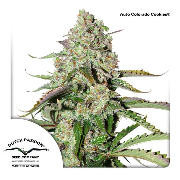 AutoColorado-Cookies-Dutch-Passion-cannabisfrø