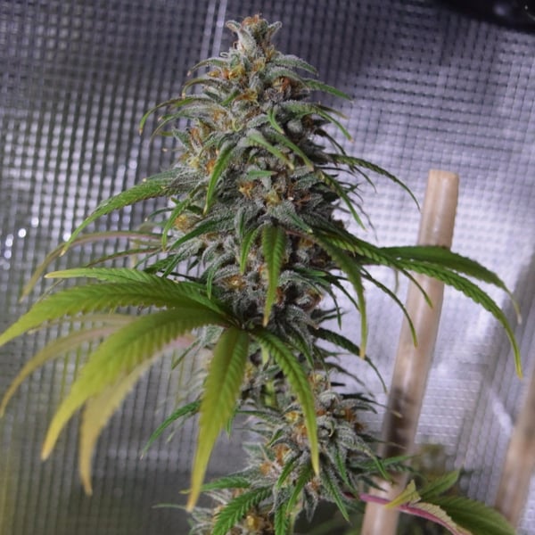 Jack Herer Auto Nordland Seeds cannabisfrø