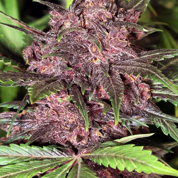 Black Haze Auto Exotic Seed cannabisfrø
