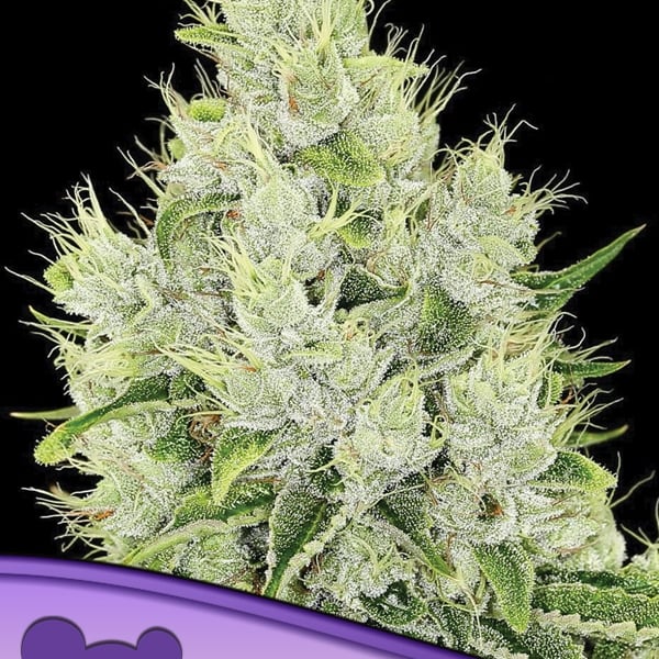 Auto Lemongrass Anesia Seeds cannabisfrø skunkfrø