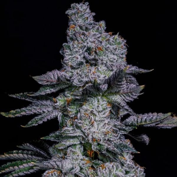 PINEAPPLE RUNTZ AUTO Ethos Genetics cannabis seeds