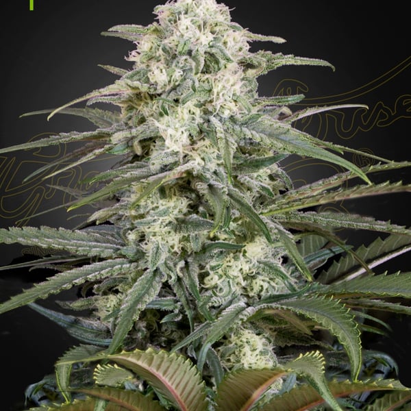 Kalashnikova Auto Greenhouse Seed Company cannabisfrø