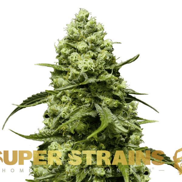 Turing Autoflowering Super Strains cannabisfrø