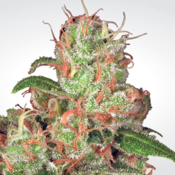 Auto Acid skunkfrø cannabisfrø Paradise seeds