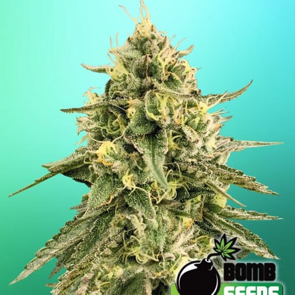 MONKEY BOMB Bomb Seeds cannabisfrø