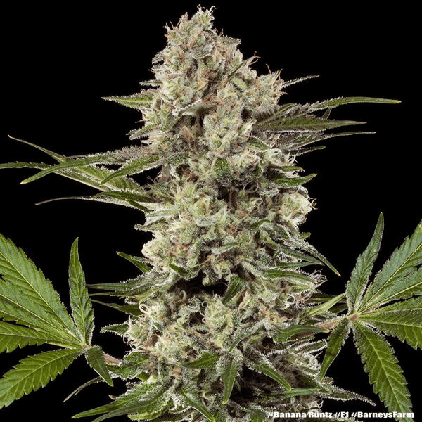 Banana Runtz Barneys Farm cannabisfrø