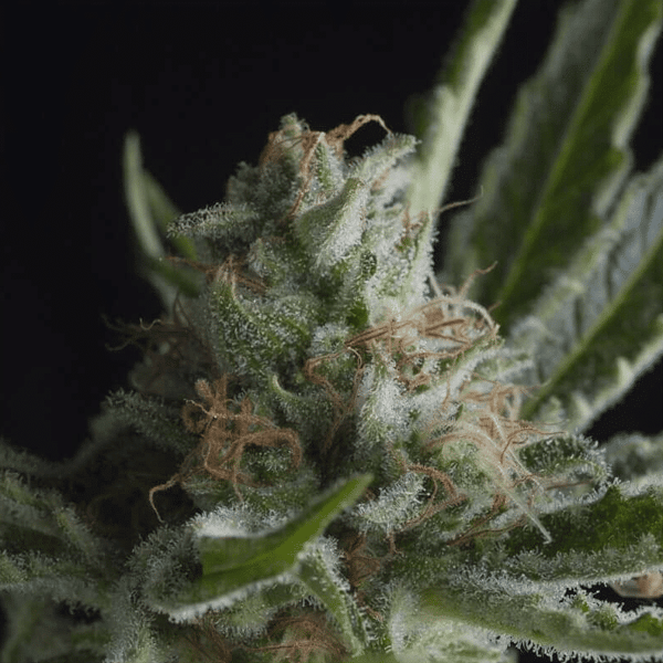 Shark Pyramid Seeds cannabisfrø
