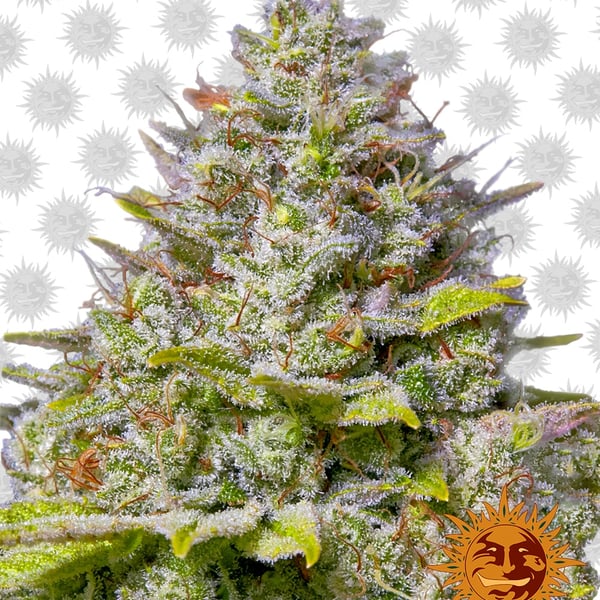 Cannabisfrø Blue Gelato 41 Barneys