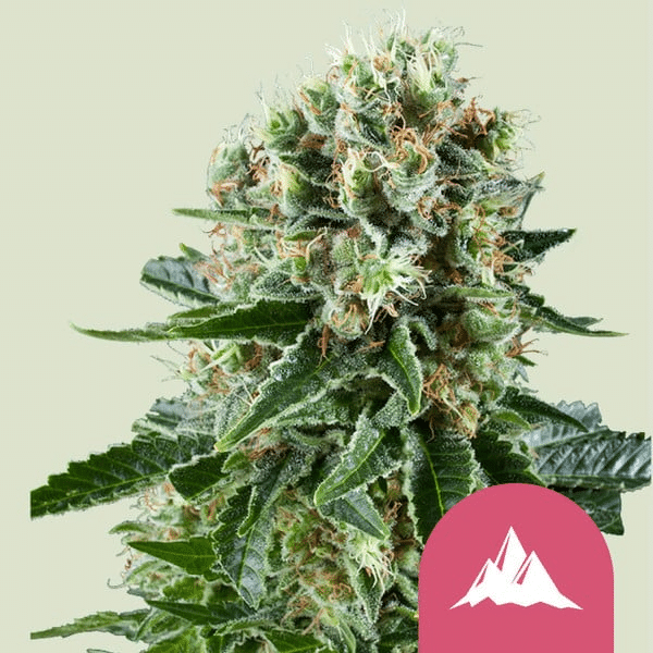 Critical Kush Royal Queen Cannabisfrø Skunkfrø