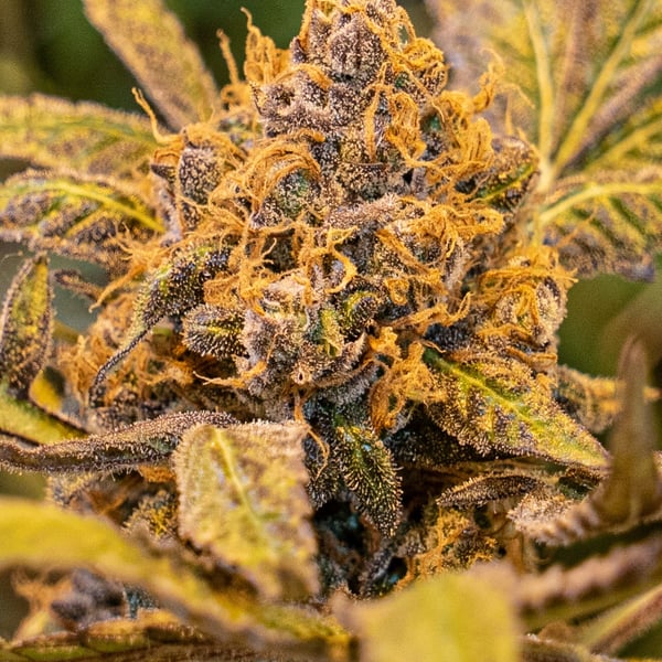 High Voltage Fast High Speed Buds cannabisfrø