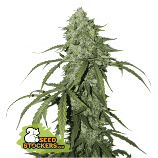 CBD 1:1 SILVER LIME HAZE AUTO seedstockers cannabis frøbank